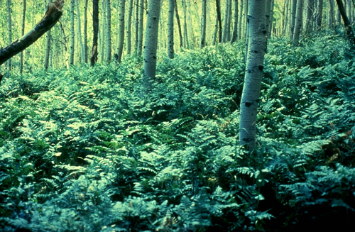 Fichier:Onoclea sensibilis.jpg